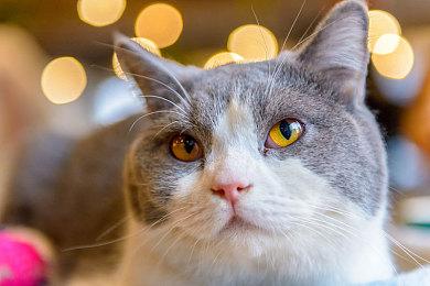 《天幕探索者》Steam页面上线 PvPvE幻想风战斗